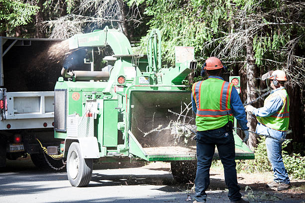 Professional Tree Care in Lakeland, TN